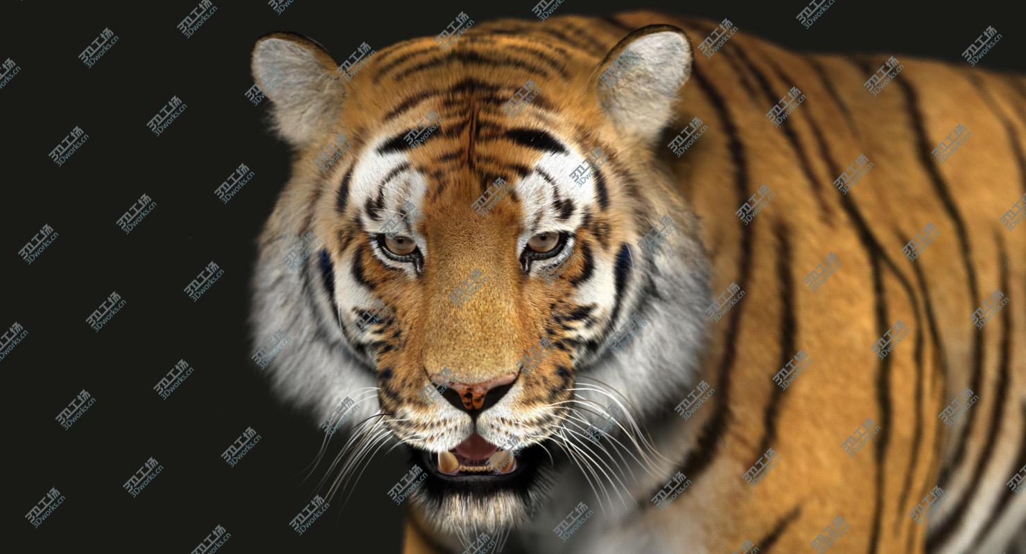 images/goods_img/2021040231/Tiger (3) (Fur)/4.jpg